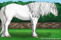 Horse Color:White Spotted Silver Bay Sabino Splash Frame Appaloosa 
