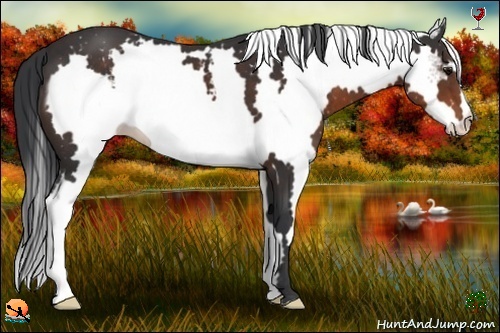 Horse Color:White Spotted Brown Frame 