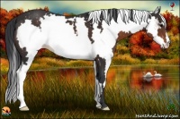 Horse Color:White Spotted Brown Frame 
