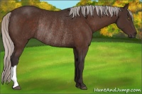 Horse Color:Silver Brown Rabicano 