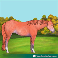 Horse Color:Watercolor Liver Chestnut 