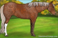 Horse Color:Silver Buckskin 