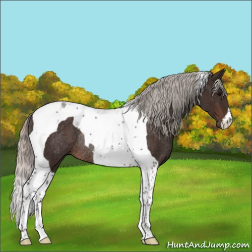 Horse Color:Silver Brown Tobiano Rabicano