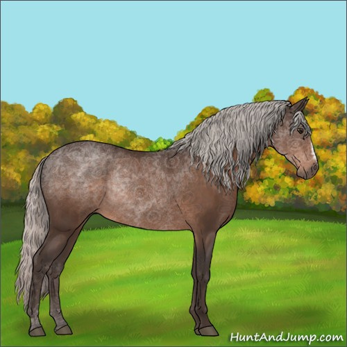Horse Color:Silver Brown Rabicano 