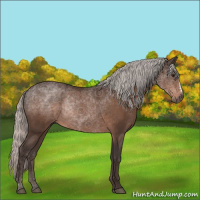 Horse Color:Silver Brown Rabicano 