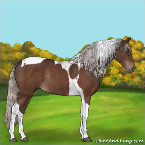 Horse Color:Silver Brown Tobiano Rabicano