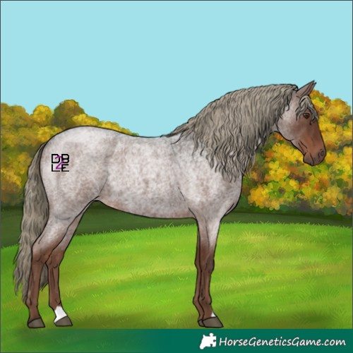 Horse Color:Liver Red Roan Mushroom