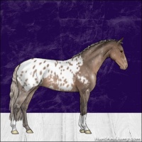 Horse Color:Silver Black Appaloosa 