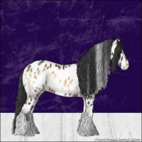 Horse Color:Brown Onyx Appaloosa