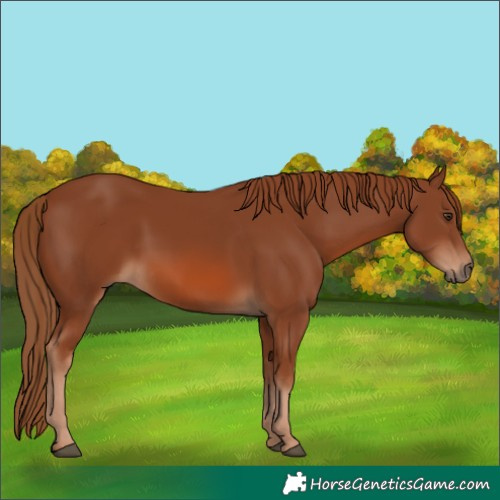 Horse Color:Chestnut 