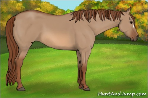 Horse Color:Red Dun 