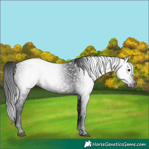 Horse Color:Gray Black 