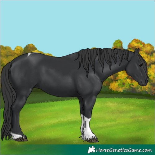 Horse Color:Black Tobiano 