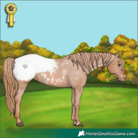 Horse Color:Chestnut Appaloosa 