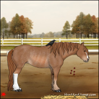 Horse Color:Chestnut Rabicano 