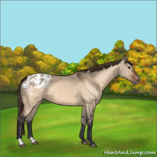 Horse Color:Bay Dun Appaloosa 
