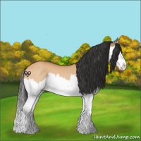 Horse Color:Bay Dun Sabino Splash 