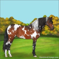 Horse Color:White Spotted Brown 