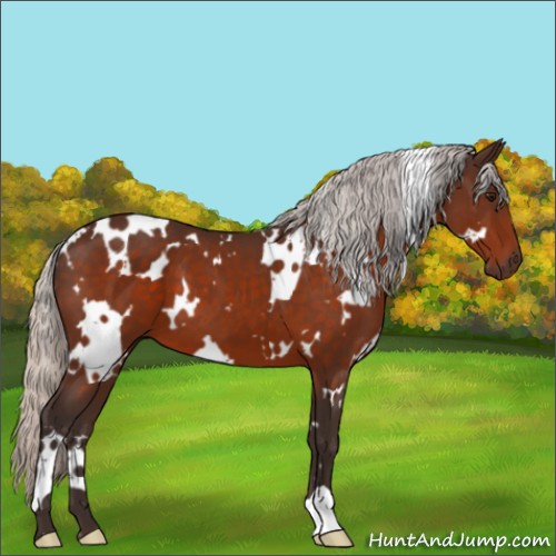 Horse Color:White Spotted Silver Bay 