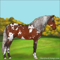 Horse Color:White Spotted Silver Bay 