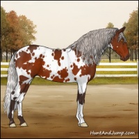 Horse Color:White Spotted Silver Brown 