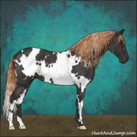 Horse Color:White Spotted Liver Red Roan 