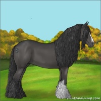 Horse Color:Black 