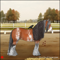 Horse Color:White Spotted Bay 