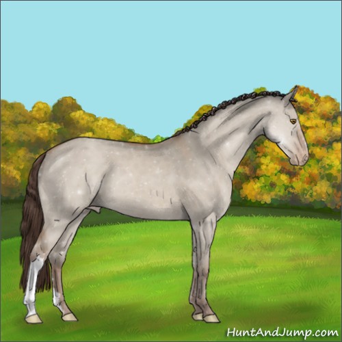 Horse Color:Classic Champagne Dun Appaloosa 