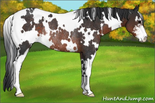 Horse Color:White Spotted Brown Sabino Rabicano