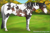 Horse Color:White Spotted Brown Sabino Rabicano 