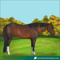 Horse Color:Brown 