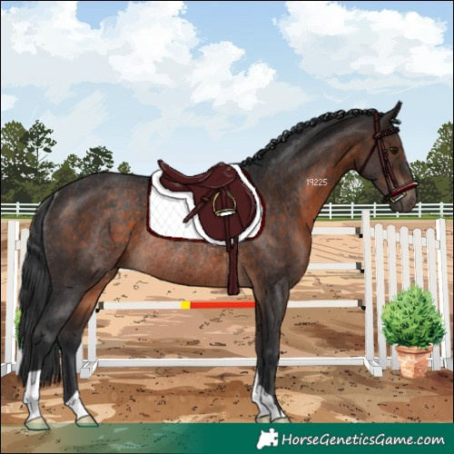 Horse Color:Brown Rabicano 