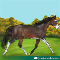Horse Color:Brown Sabino