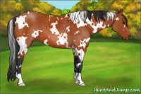Horse Color:White Spotted Bay 