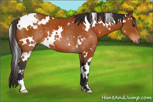 Horse Color:White Spotted Buckskin 