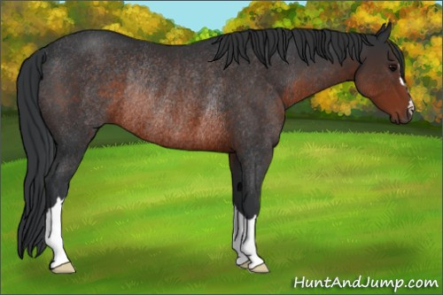 Horse Color:Brown Rabicano 