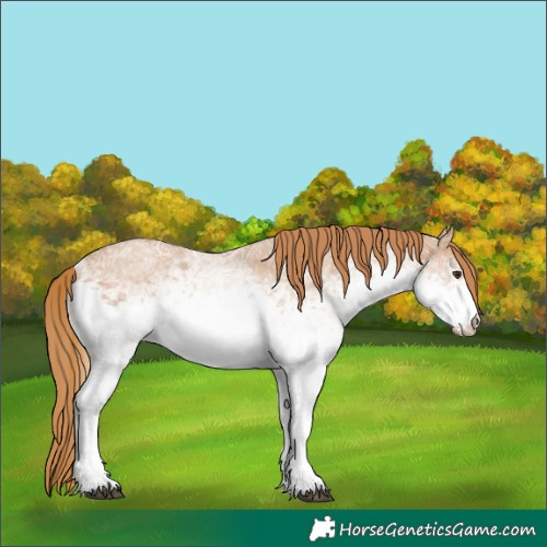Horse Color:White Spotted Chestnut Ice Sabino 