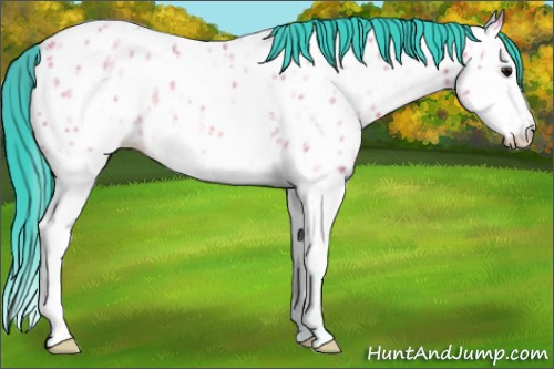 Horse Color:Watercolor Bay Ice Splash Appaloosa 