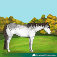 Horse Color:White Spotted Midnight Amber Champagne Ice Onyx Rabicano
