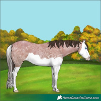 Horse Color:Amber Champagne Ice Splash 