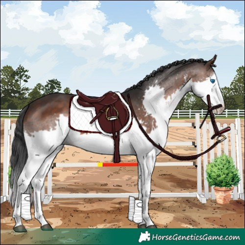 Horse Color:White Spotted Brown Splash 
