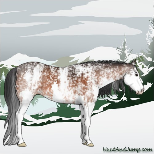 Horse Color:White Spotted Bay Splash