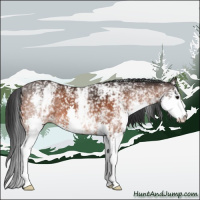 Horse Color:White Spotted Bay Splash