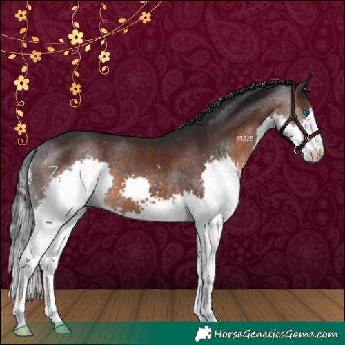 Horse Color:White Spotted Brown Splash 
