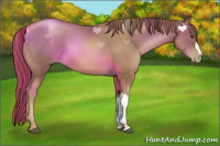 Horse Color:Liver Chestnut Pearl