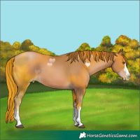 Horse Color:Liver Chestnut Pearl 