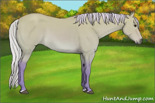 Horse Color:Watercolor Silver Bay Dun