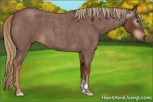 Horse Color:Gray Red Roan