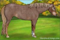 Horse Color:Gray Red Roan 